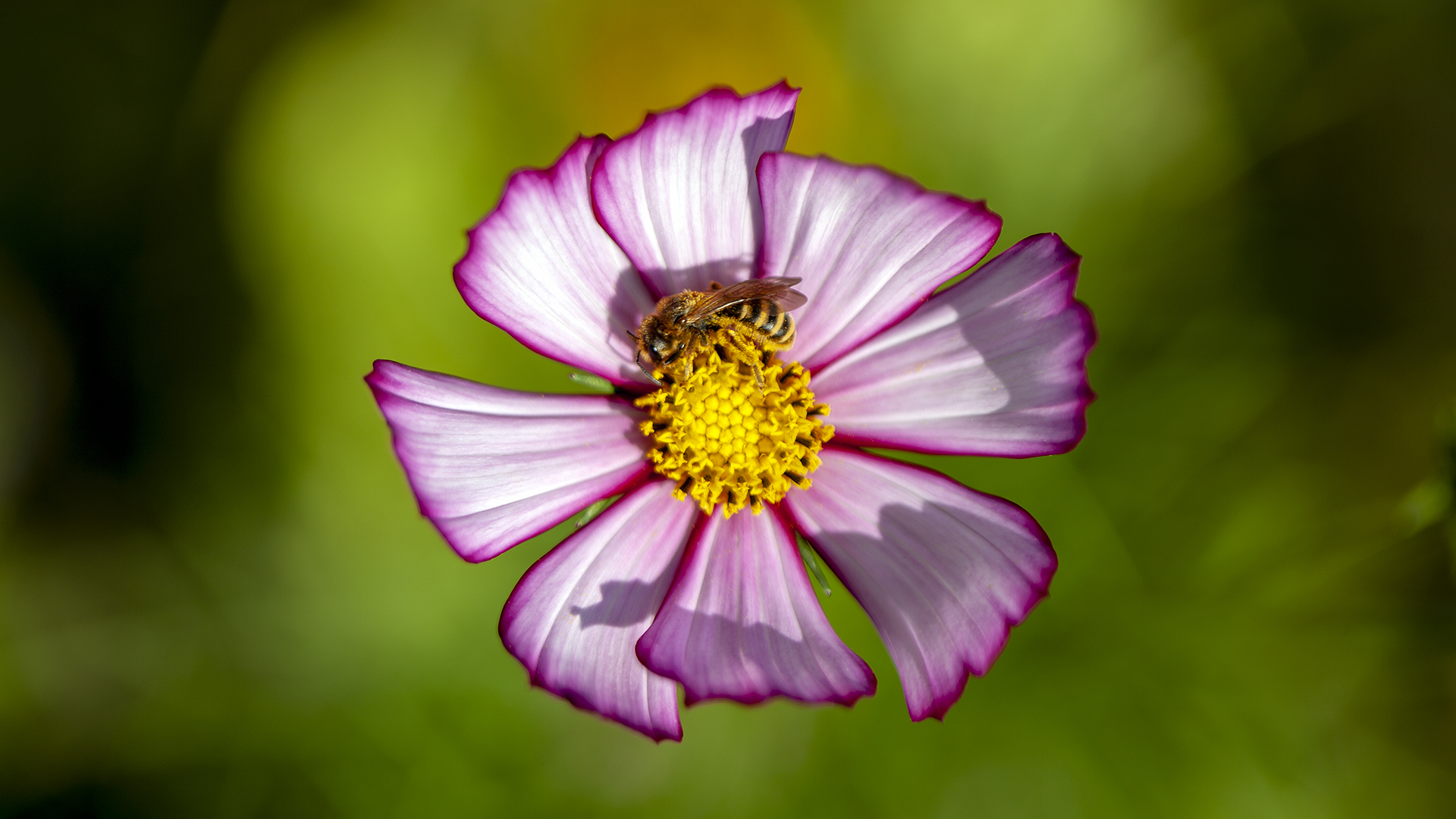 Wildbiene auf Blüte