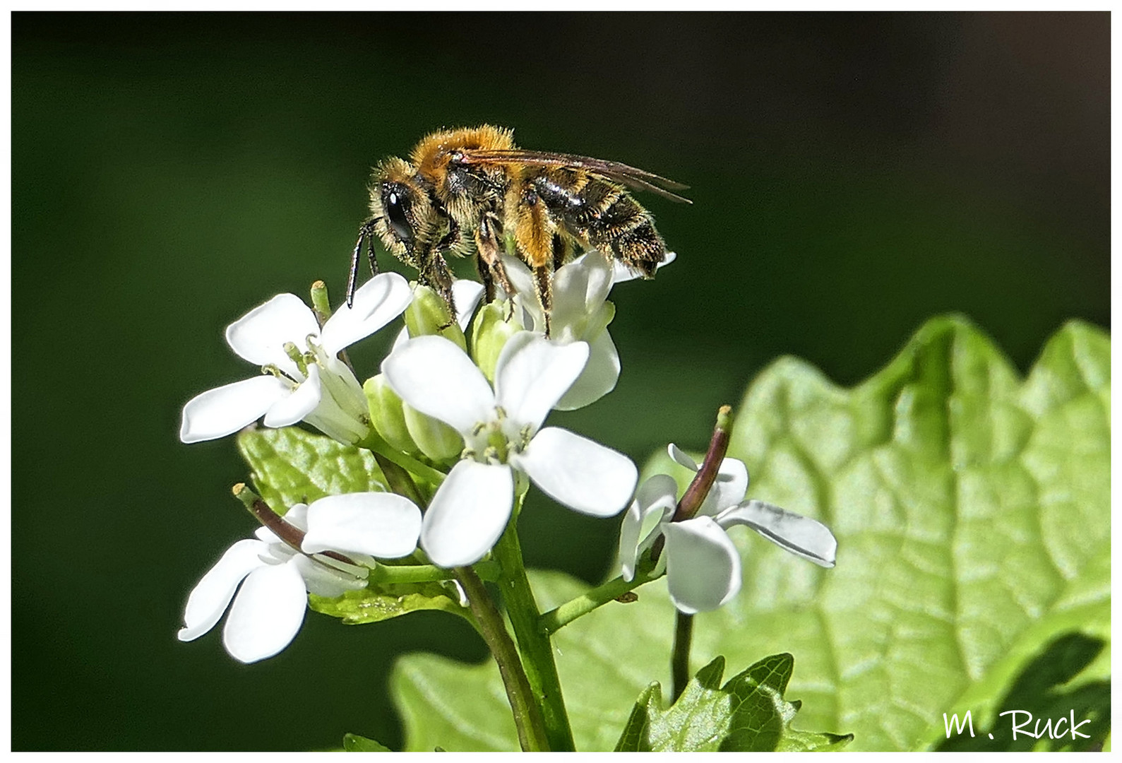 Wildbiene auf Blüte im Wald 