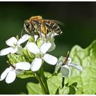 Wildbiene auf Blüte im Wald 