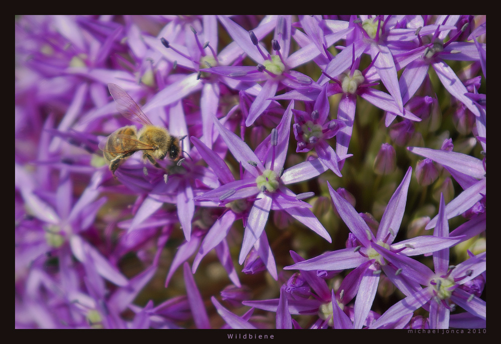 Wildbiene auf Blüten des Zierlauch