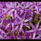Wildbiene auf Blüten des Zierlauch