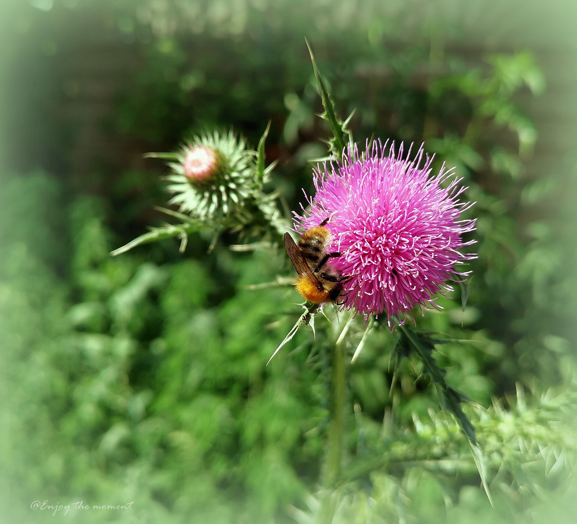 Wildbiene auf Blütenkugelteppich