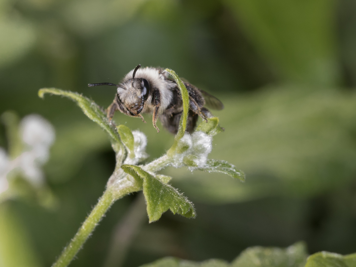 Wildbiene auf Blütensuche