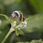 Wildbiene auf Blütensuche