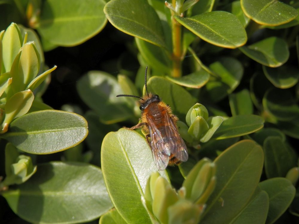 Wildbiene auf Buchsbaum