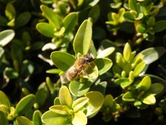 Wildbiene auf Buchsbaum