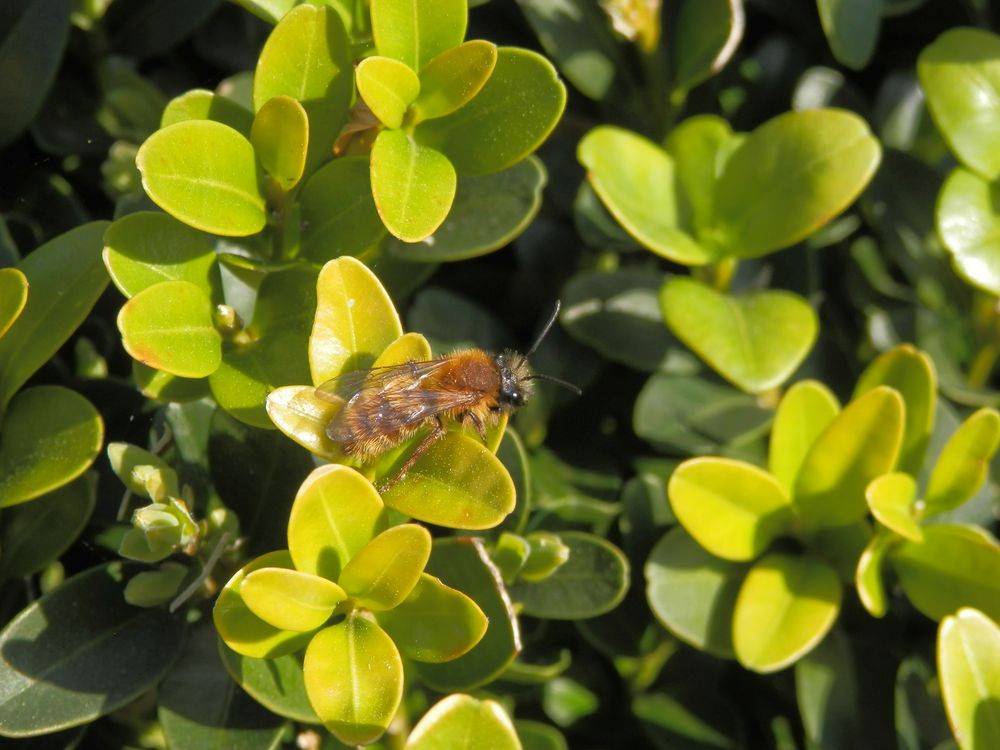 Wildbiene auf Buchsbaum