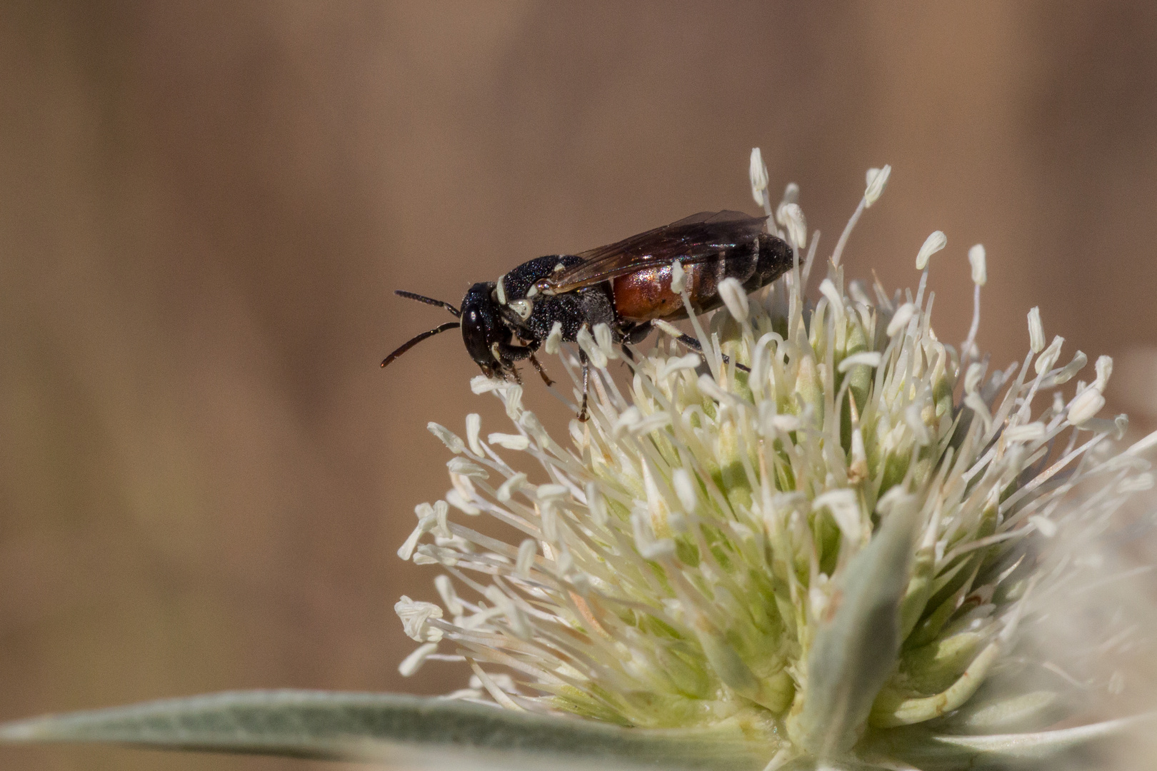 Wildbiene auf dem Feld- Mannstreu