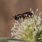 Wildbiene auf dem Feld- Mannstreu