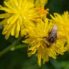 Wildbiene auf dem Honigtopf