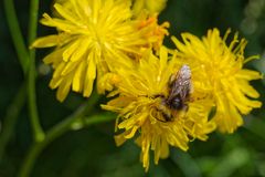 Wildbiene auf dem Honigtopf