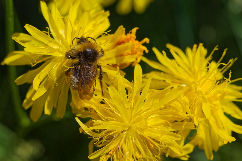 Wildbiene auf dem Honigtopf