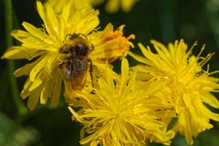 Wildbiene auf dem Honigtopf