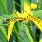 Wildbiene auf der Landebahn zur Schwertlilie