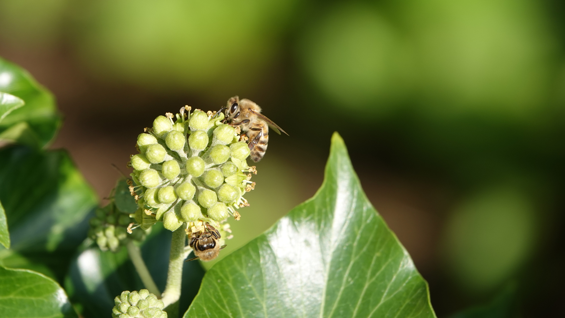 Wildbiene auf Efeublüte