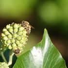 Wildbiene auf Efeublüte