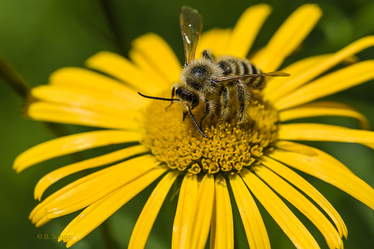 Wildbiene auf einer – ja was denn?