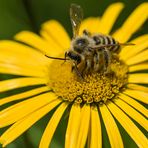 Wildbiene auf einer – ja was denn?