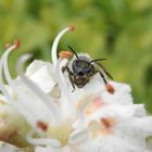 Wildbiene auf einer Rosskastanienblüte