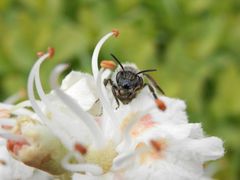 Wildbiene auf einer Rosskastanienblüte