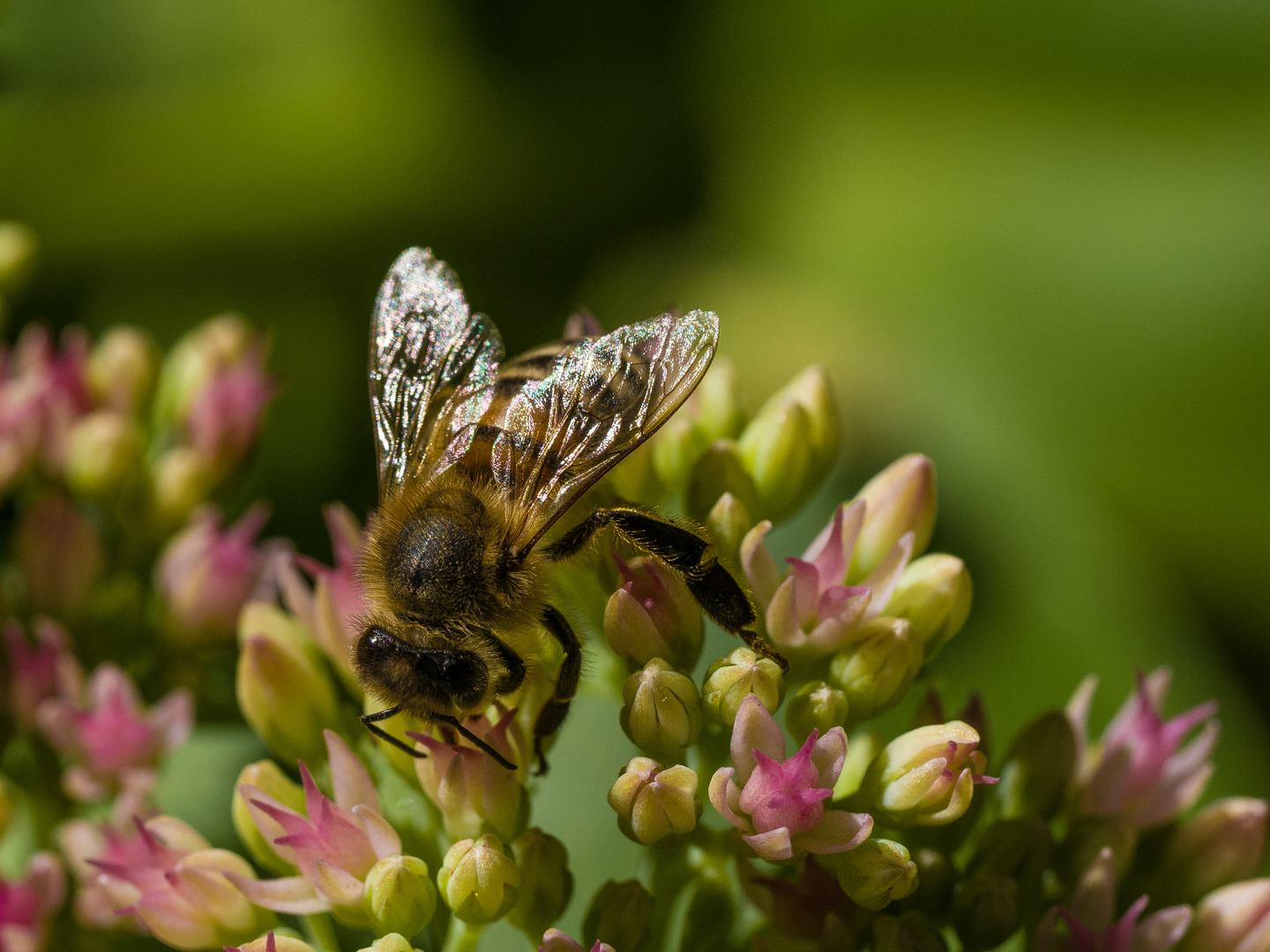 Wildbiene auf Fetter Henne