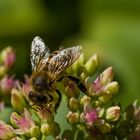 Wildbiene auf Fetter Henne