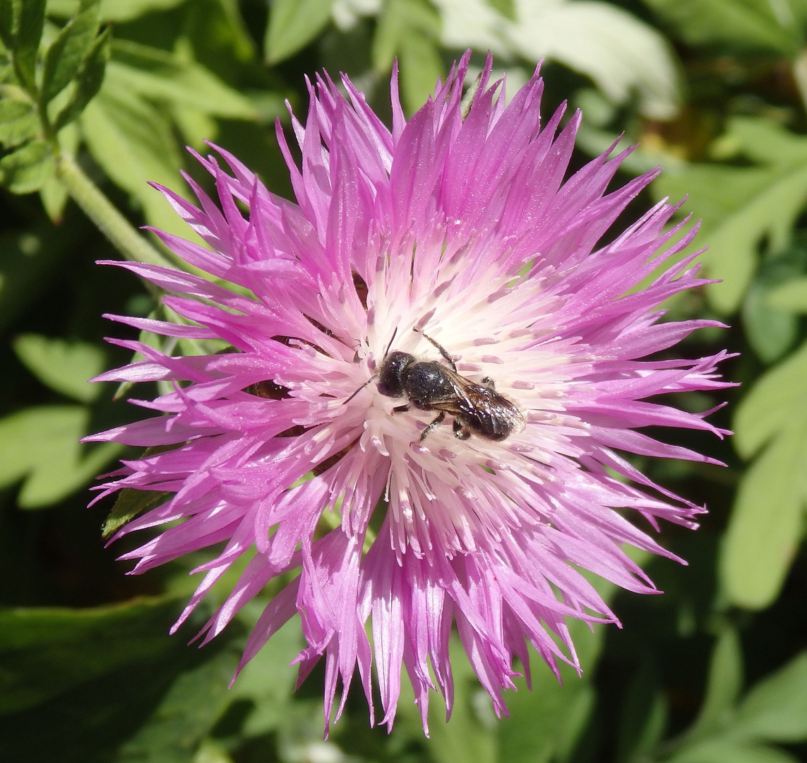 Wildbiene auf Flockenblume
