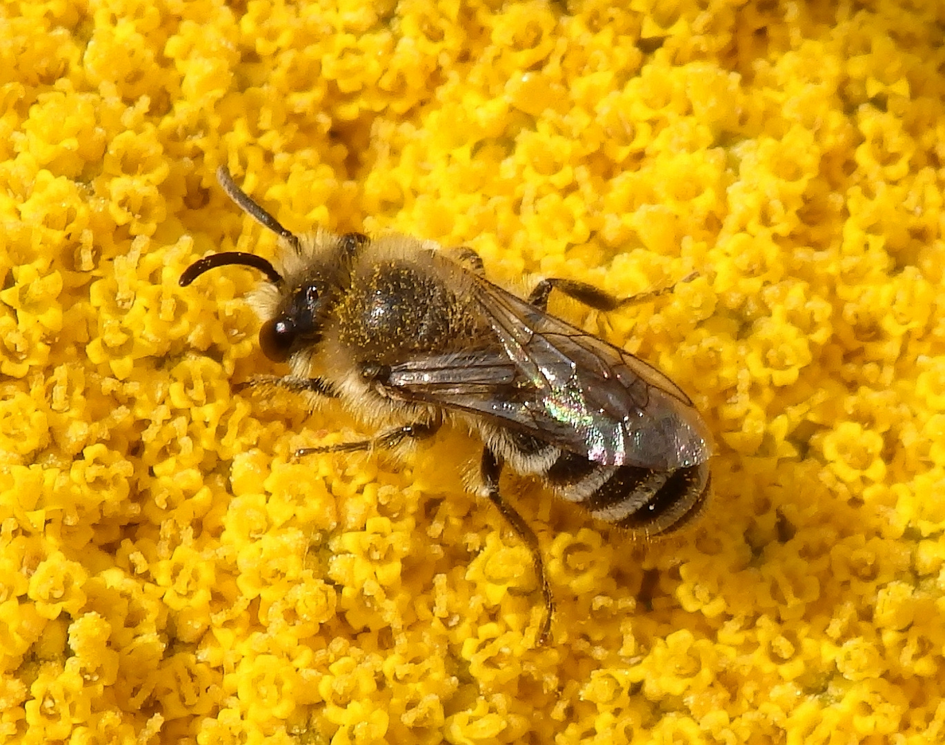 Wildbiene auf gelber Schafgarbe - Vielleicht Colletes fodiens?