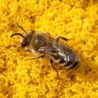 Wildbiene auf gelber Schafgarbe - Vielleicht Colletes fodiens?