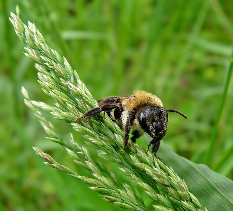 Wildbiene auf Grasähre