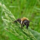 Wildbiene auf Grasähre