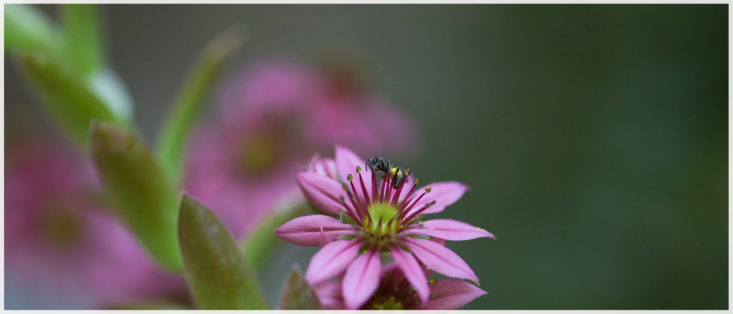 Wildbiene auf Hauswurzblüte