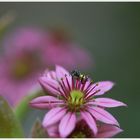 Wildbiene auf Hauswurzblüte