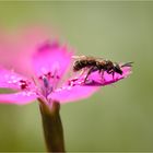 Wildbiene auf Heidenelke