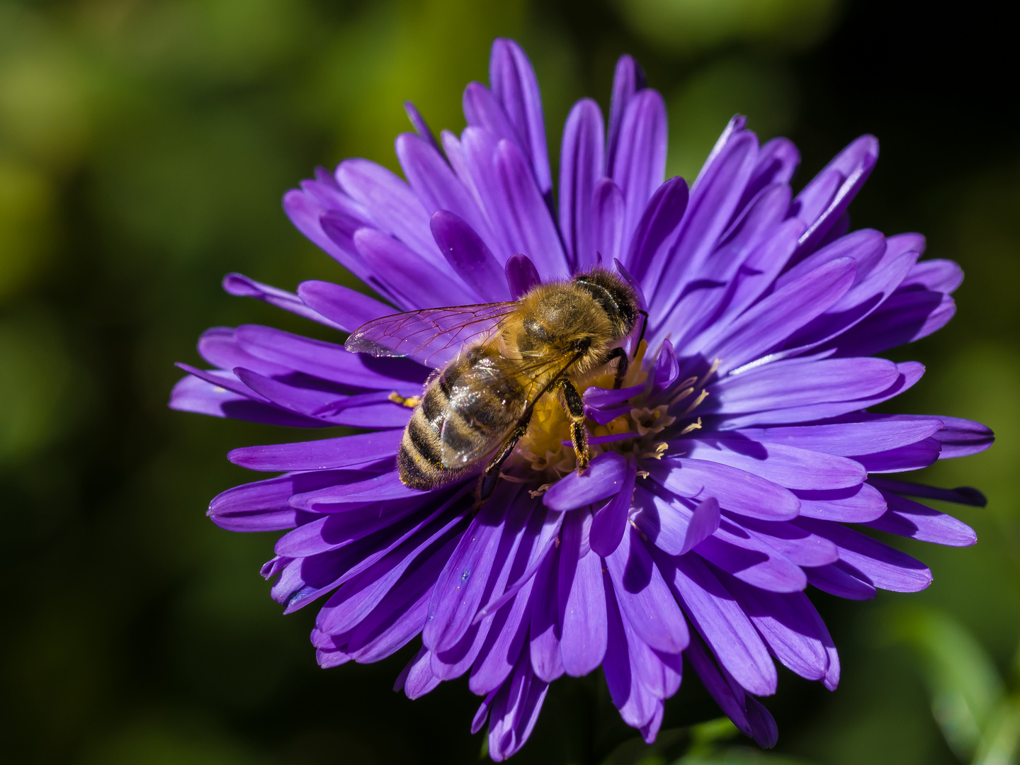 Wildbiene  auf Herbstaster 906_4