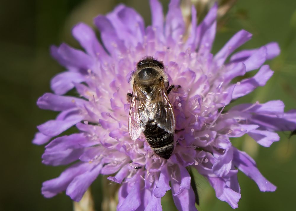 Wildbiene auf Kornblume