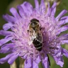Wildbiene auf Kornblume