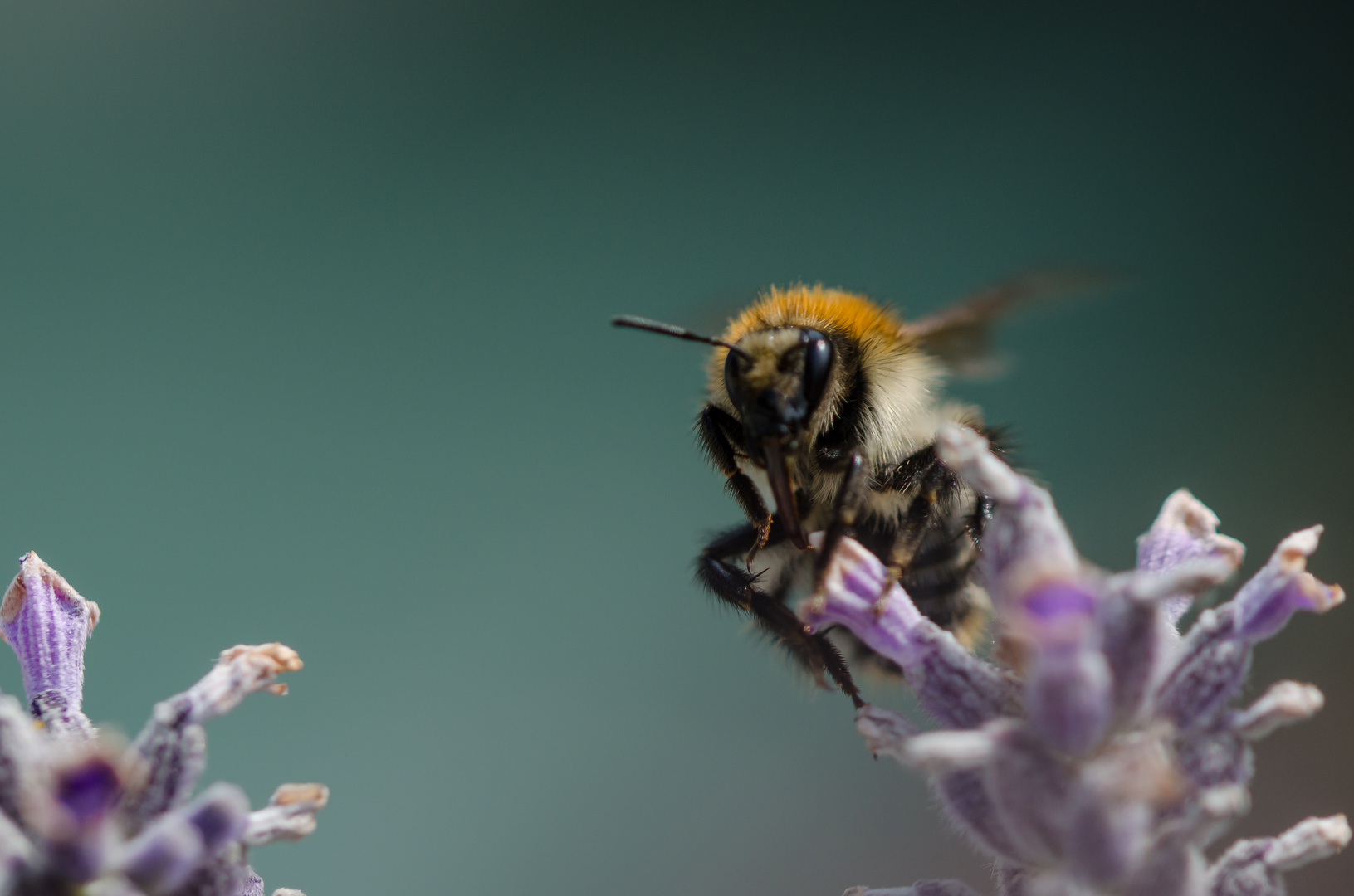 Wildbiene auf Lavendel