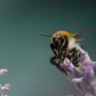 Wildbiene auf Lavendel