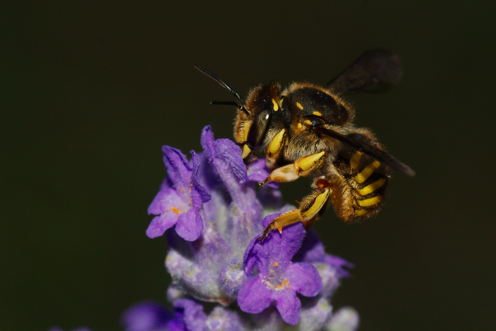 Wildbiene auf Lavendel 