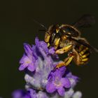 Wildbiene auf Lavendel 