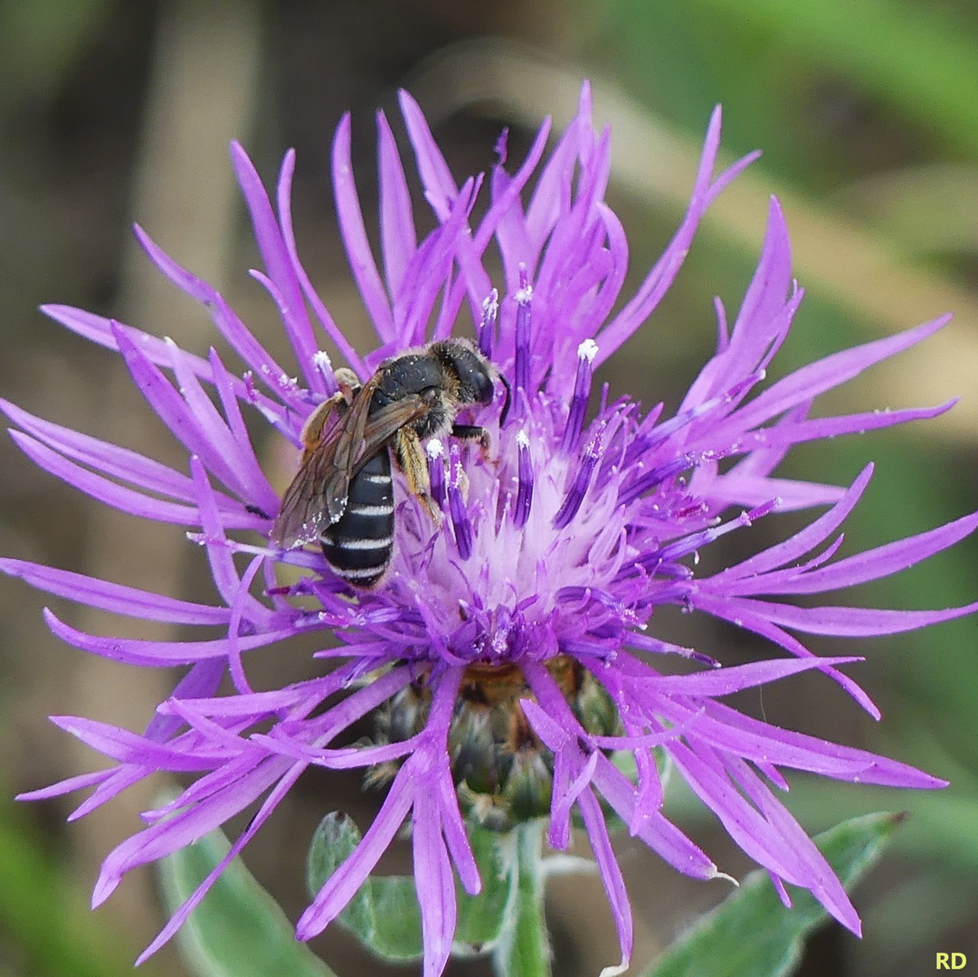 Wildbiene auf lila Blüte