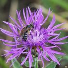 Wildbiene auf lila Blüte