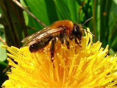 Wildbiene auf Löwenzahn - die Arten sind nicht einfach zu bestimmen . . .