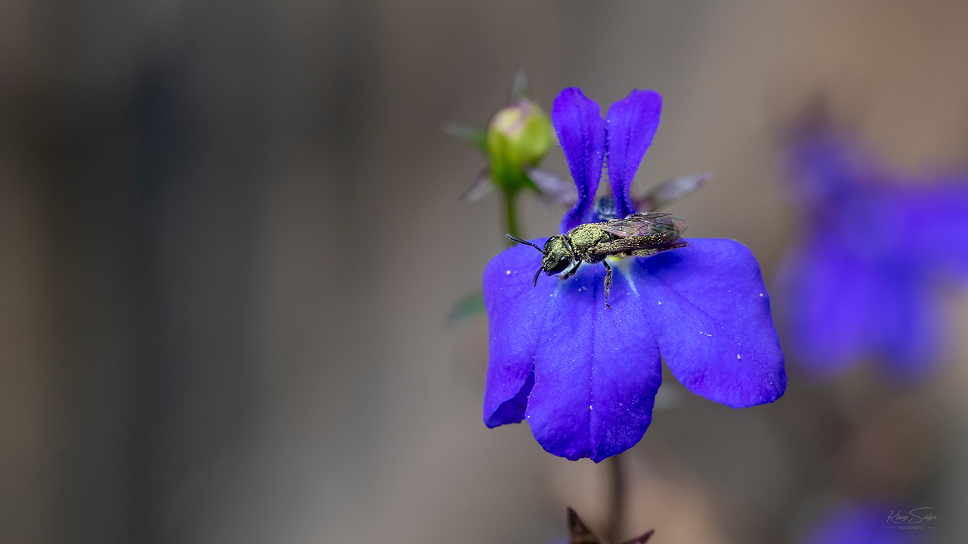 Wildbiene auf Männertreublüte