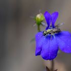 Wildbiene auf Männertreublüte