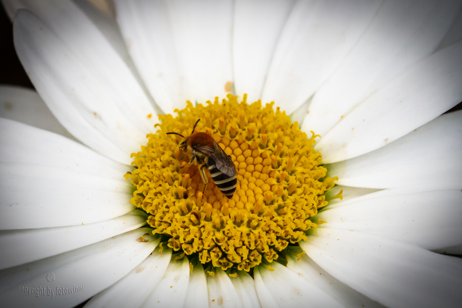 Wildbiene auf Margeritenblüte