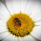 Wildbiene auf Margeritenblüte