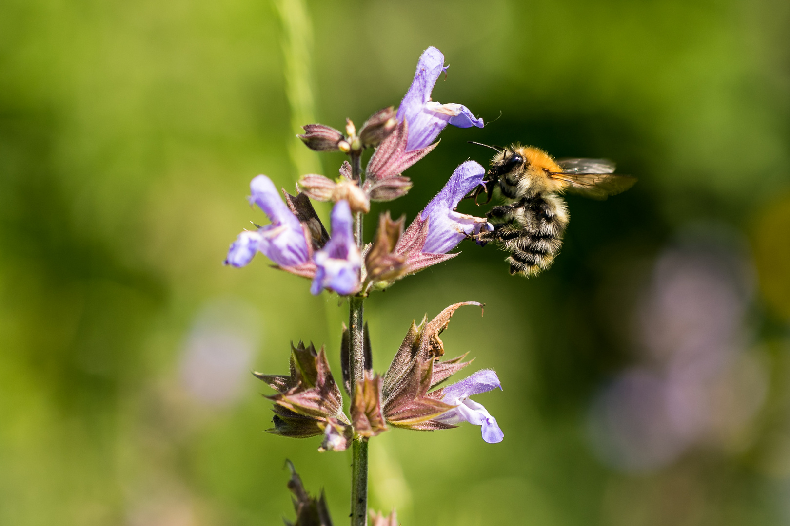 Wildbiene auf Nektarsuche 