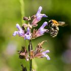 Wildbiene auf Nektarsuche 